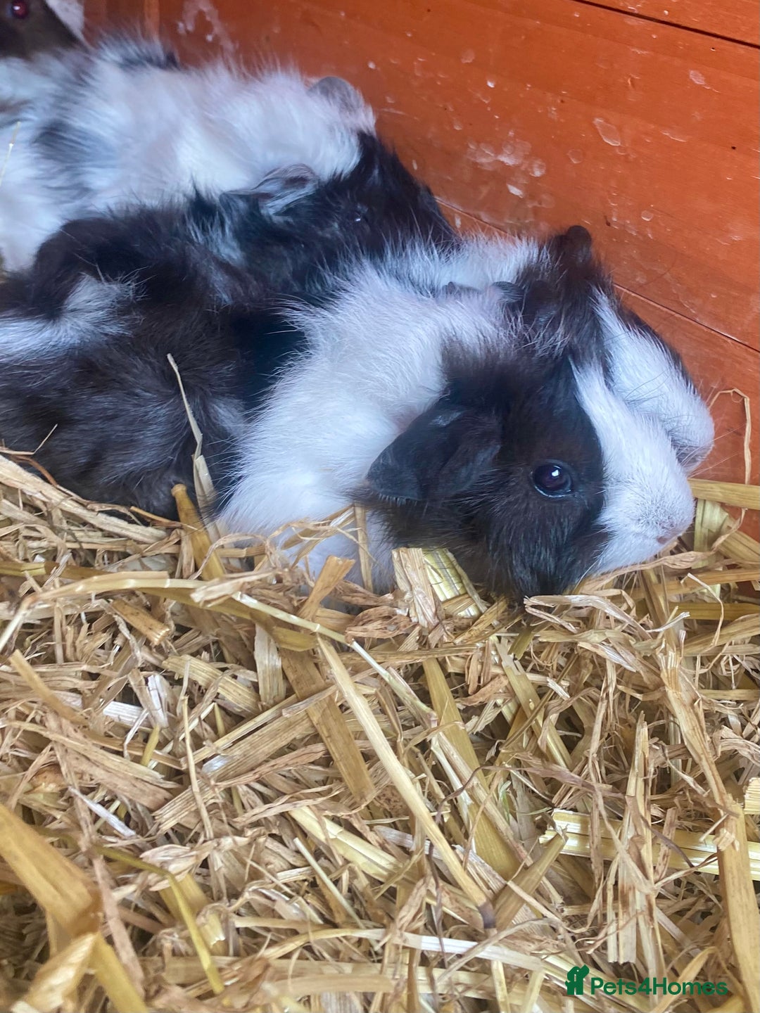 Guinea Pig rodents for sale: Young male Guineas - Image 1