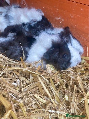Guinea Pig rodents - Advert 9