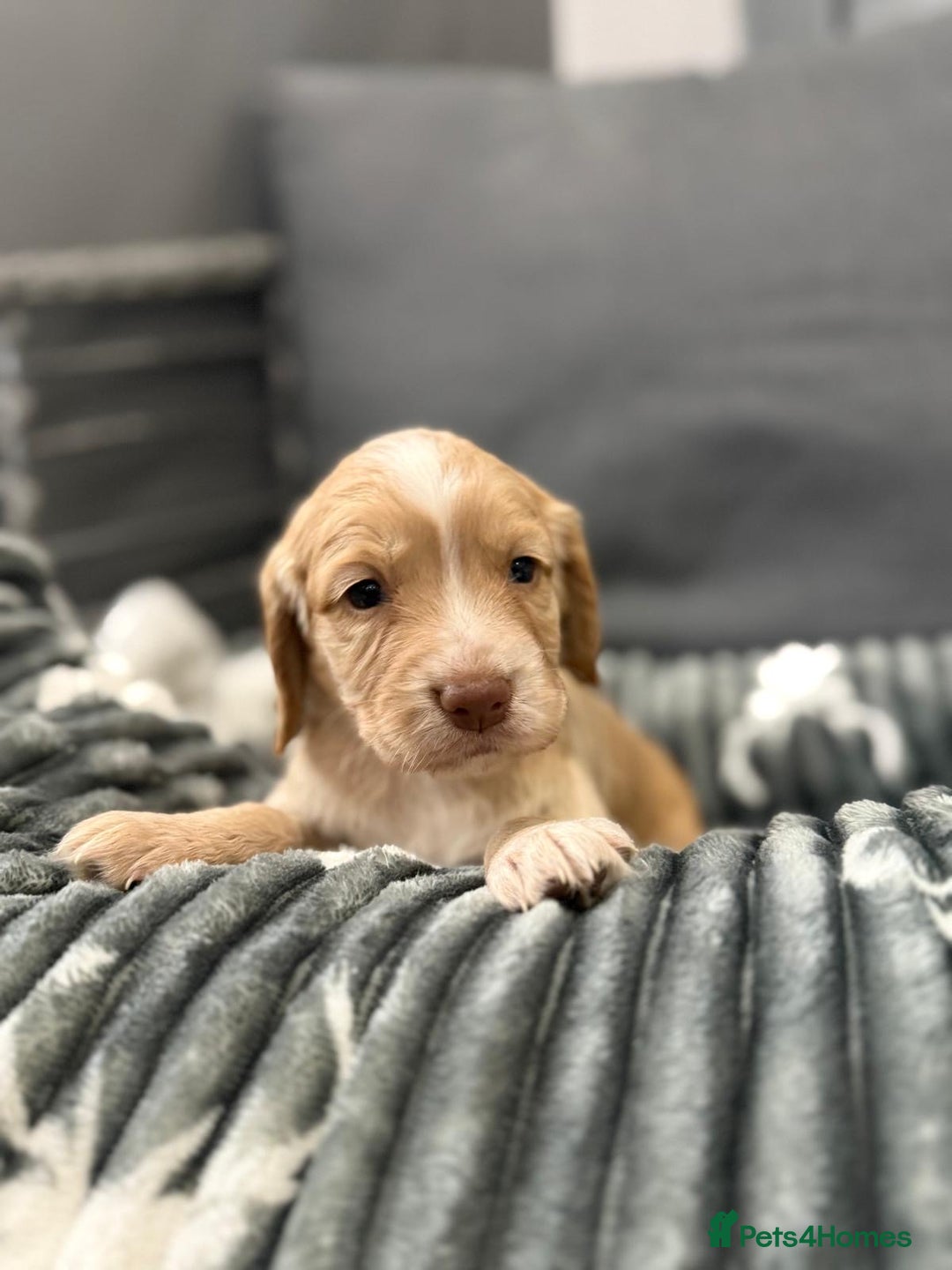 Cocker Spaniel dogs for sale: Cocker spaniel puppies - Advert 1