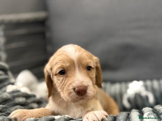 Cocker Spaniel dogs Cocker spaniel puppies - Advert 5