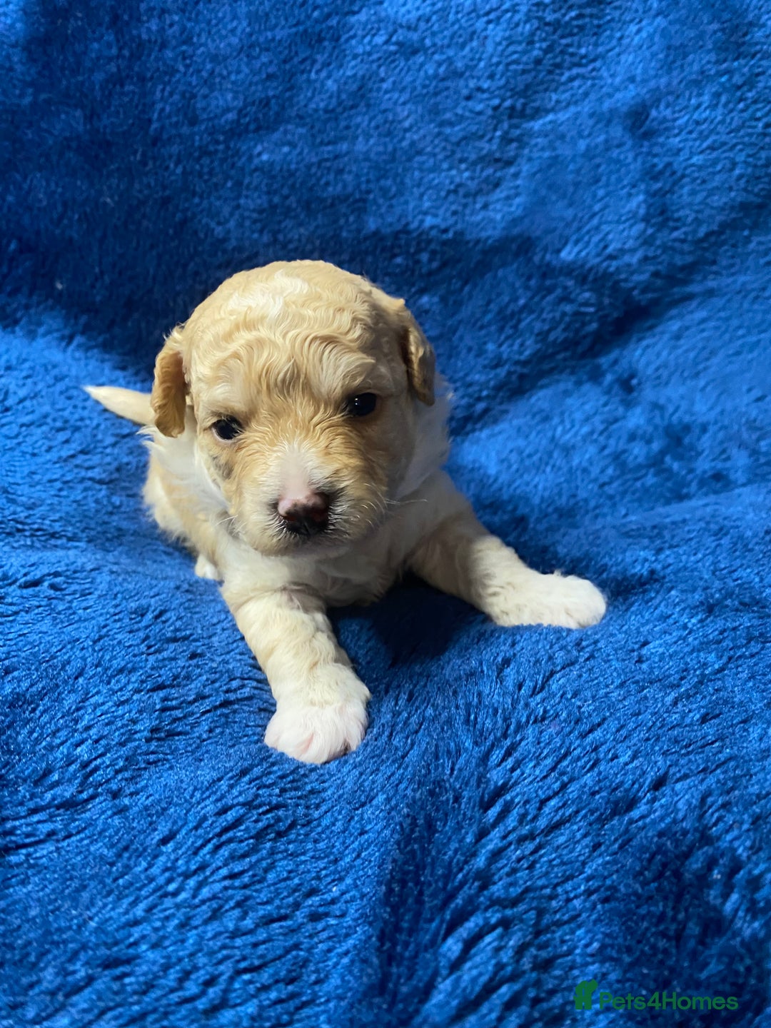 Cavapoo dogs for sale:  F1 poochons health tested parents 🐶 - Advert 1