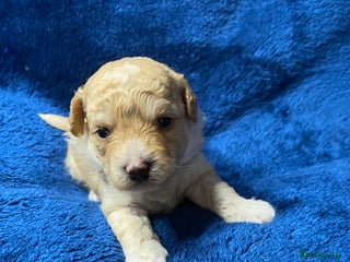 Cavapoo dogs F1 poochons health tested parents 🐶 - Advert 15