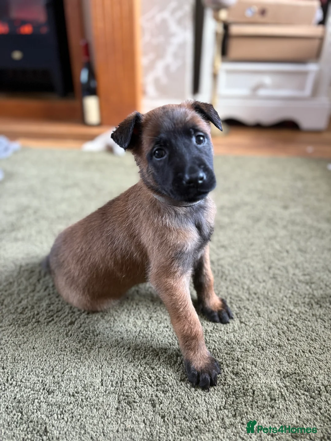 Belgian Shepherd Dog dogs for sale: Belgian Malinois Puppies - Advert 17