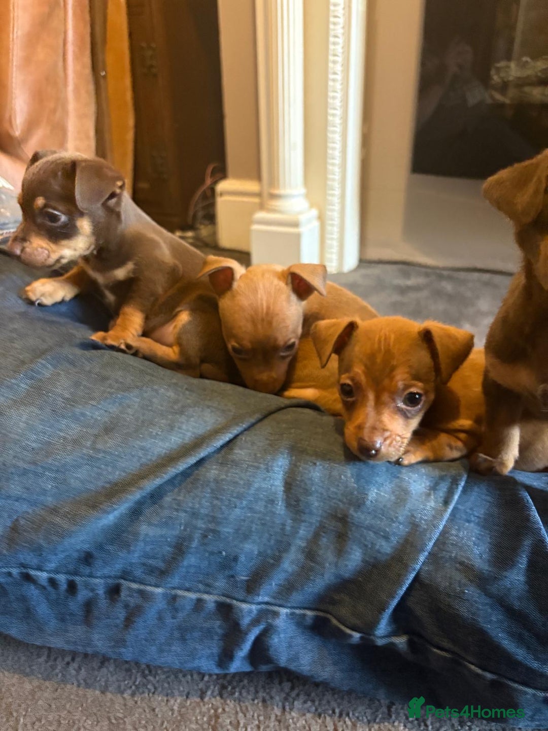 Jack Russell dogs for sale: Beautiful miniature jack russell puppies  - Image 16