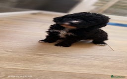 Cockapoo dogs for sale: ** BEAUTIFUL LITTER OF COCKAPOOS ** - Image 23