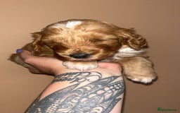 Cockapoo dogs for sale: Beautiful cockapoo for sale  - Image 8