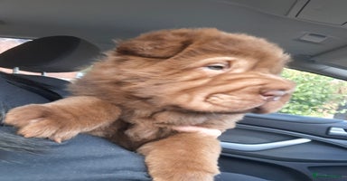 Shar Pei dogs - Advert 4