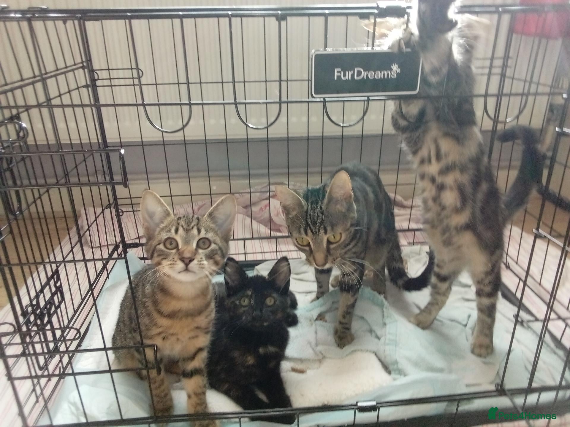 Mixed Breed cats Bengal x kittens - Advert 15