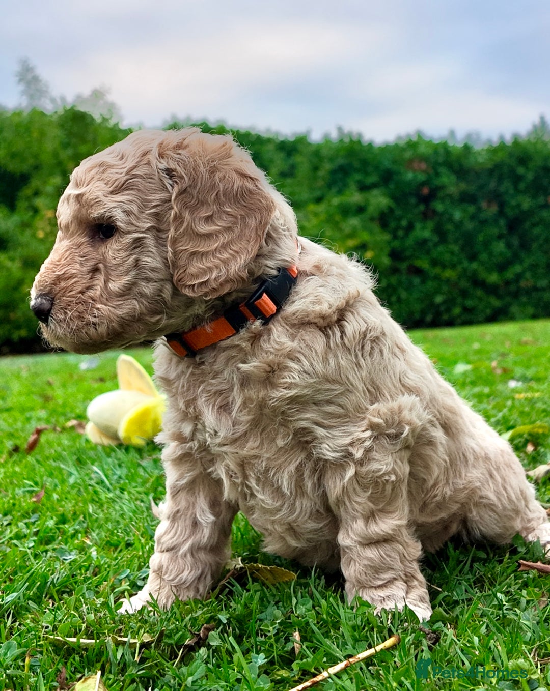 Mini Goldendoodle dogs for sale: Goldendoodle Puppies F2– Therapy & Support Dog Mum - Image 8
