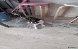 Domestic Shorthair cats for sale: 3 boys, 1 girl kittens  - Image 31