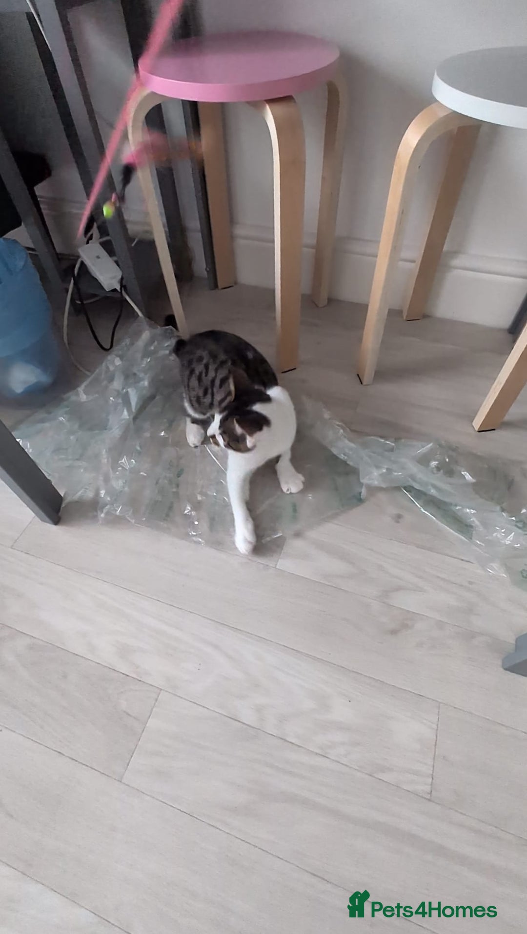 Domestic Shorthair cats for sale: 3 boys, 1 girl kittens  - Image 31