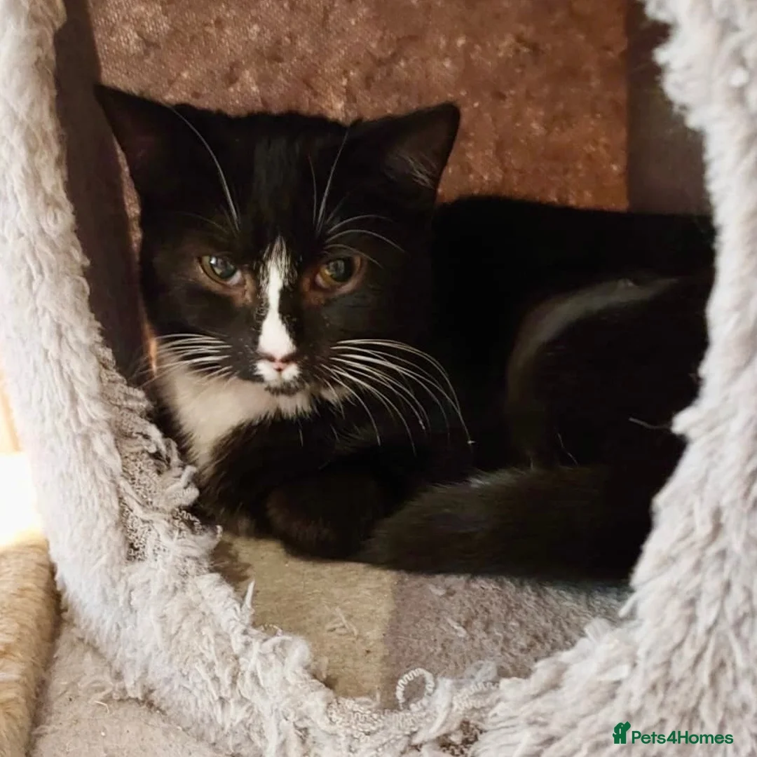 Domestic Shorthair cats for adoption: Betty, 6 month old girl - Advert 3