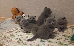 British Shorthair cats for sale: 🐾 Beautiful 7 British Shorthair Kittens 🐾  - Advert 1