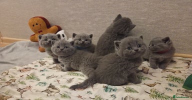 British Shorthair cats 🐾 Beautiful 7 British Shorthair Kittens 🐾  - Advert 9