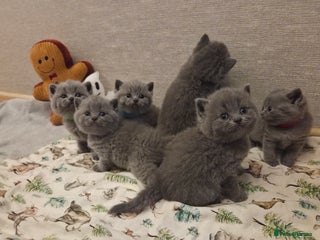 British Shorthair cats for sale: 🐾 Beautiful 7 British Shorthair Kittens 🐾 - Advert 1