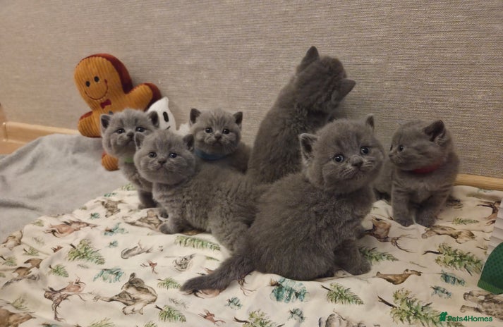 British Shorthair cats 🐾 Beautiful 7 British Shorthair Kittens 🐾 - Advert 1