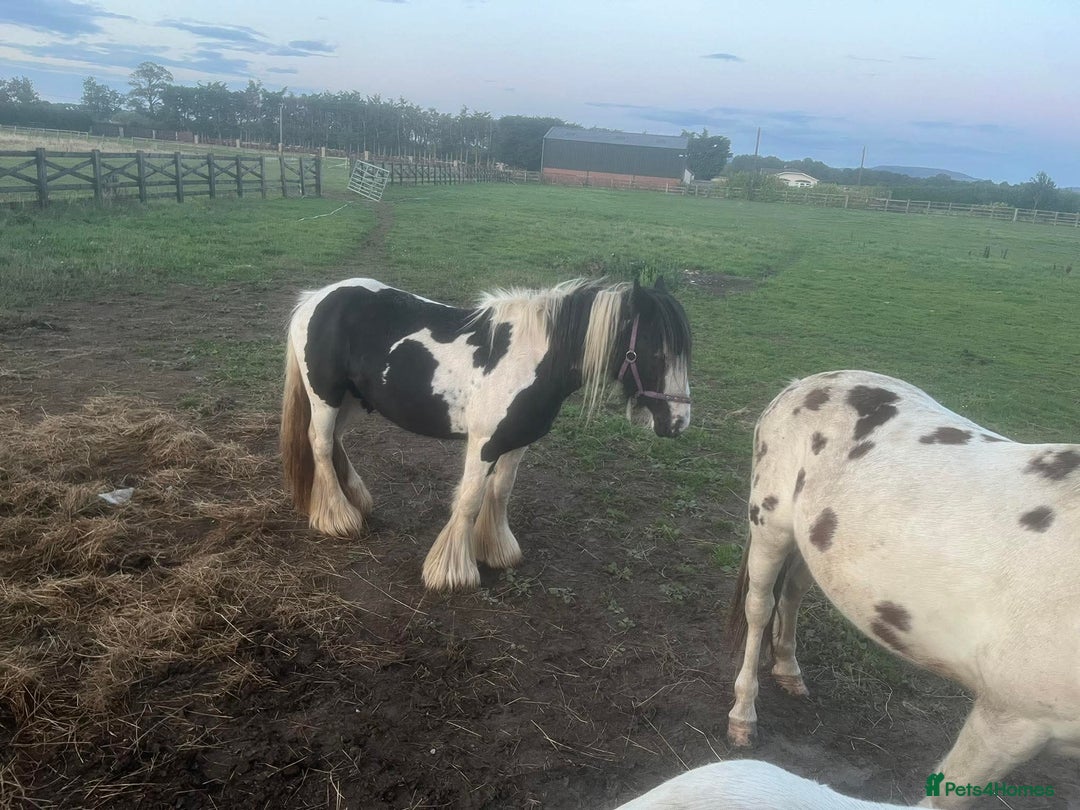 Irish Cob horses for sale: Gypsy cob - Image 2