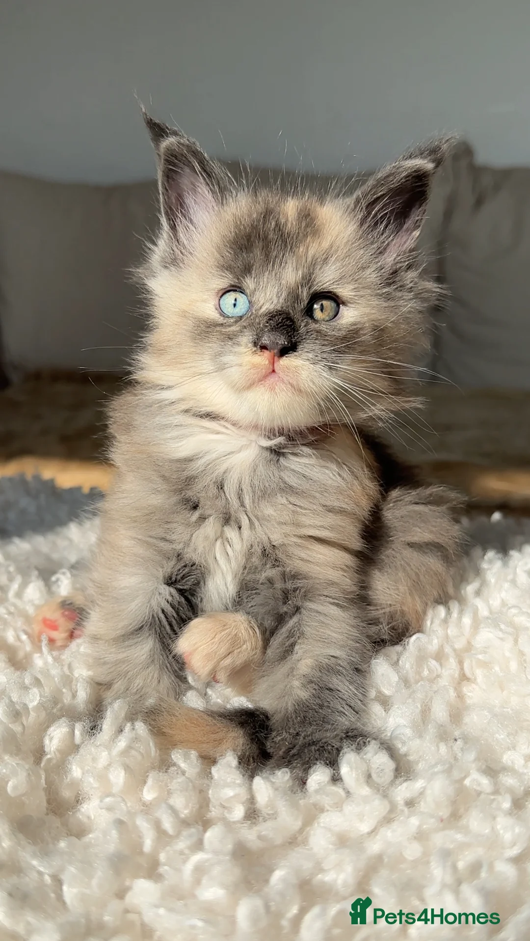 Maine Coon cats for sale: Stunning champion blue eyes Maine coon kitems - Advert 2