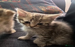 Scottish Fold cats for sale: 1 fold 2 straight Scottish darlings  - Image 35