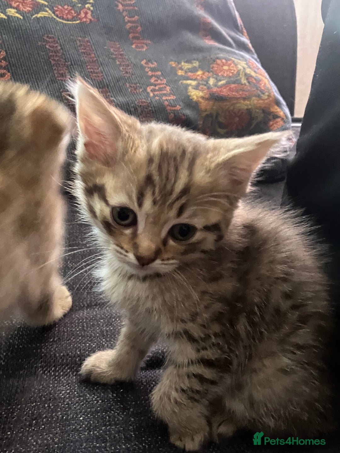 Scottish Fold cats for sale: 1 fold 2 straight Scottish darlings  - Image 35