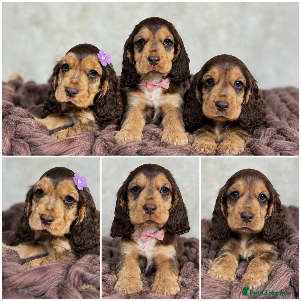 Cocker Spaniel dogs DNA tested clear Show type Cocker Spaniels - Advert 1