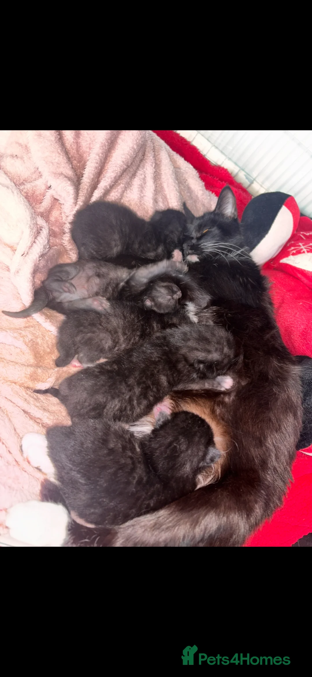 Mixed Breed cats for sale: Kittens for sale  - Advert 6