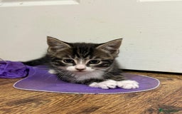 Mixed Breed cats for sale: 4 Beautiful tabby kittens - Image 2