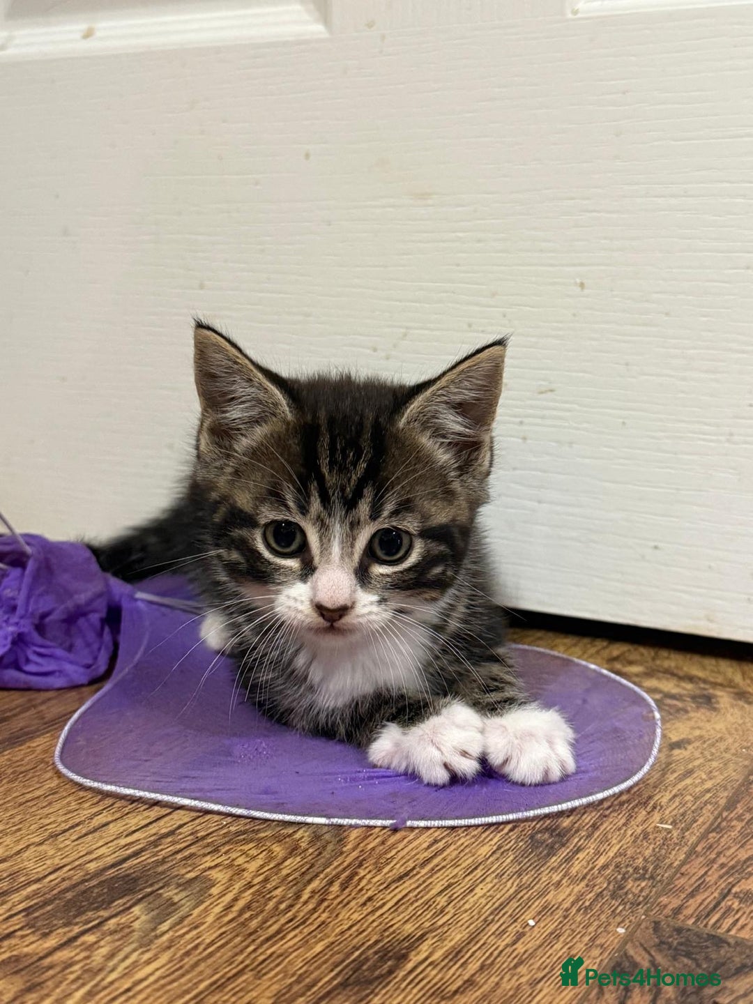 Mixed Breed cats for sale: 4 Beautiful tabby kittens - Image 2