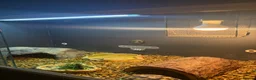 Hermann Tortoise reptiles for sale: Herman tortoise with enclosure set  - Advert 6
