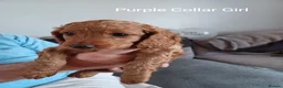 Cockapoo dogs for sale: Miniature cockapoo puppies  - Advert 7