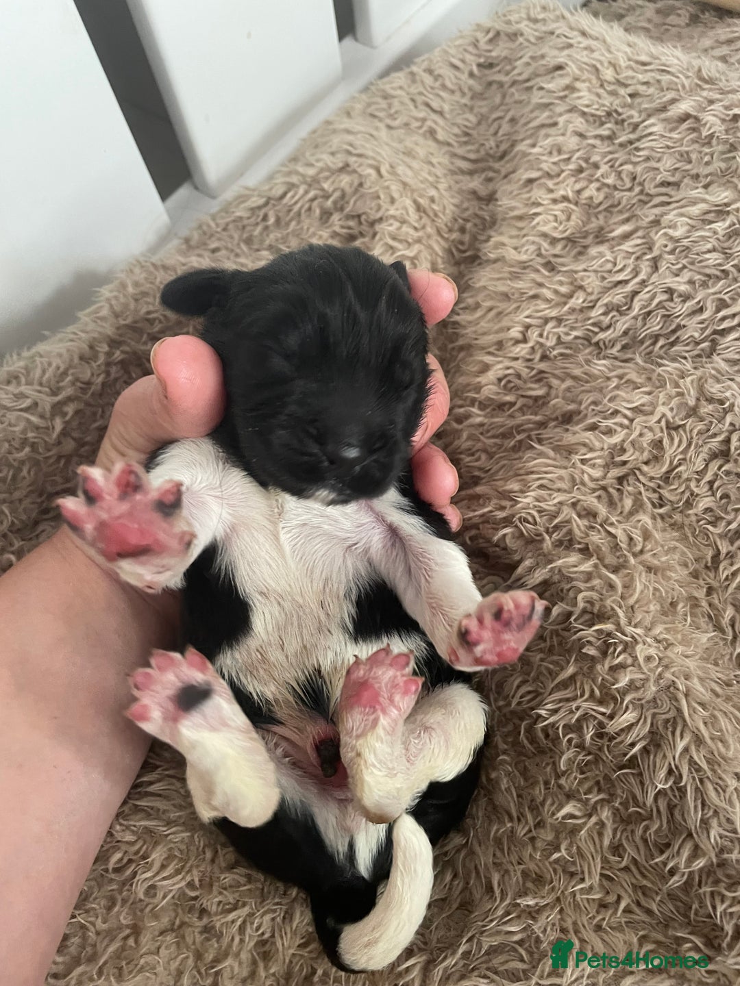 Newfoundland dogs for stud: KC REGISTERED NEWFOUNDLAND STUD HEALTH TESTED  in Basildon - Advert 20