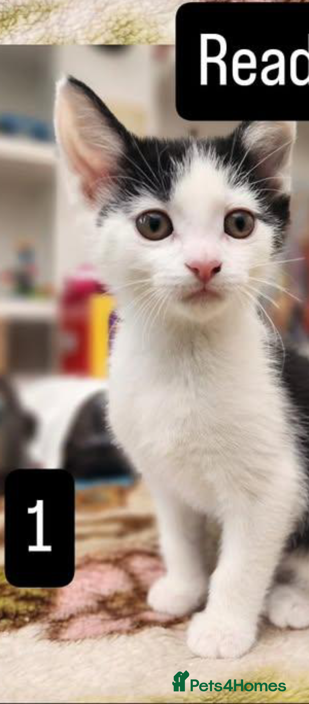 Mixed Breed cats for sale: Bombay X British Short Hair - Advert 4