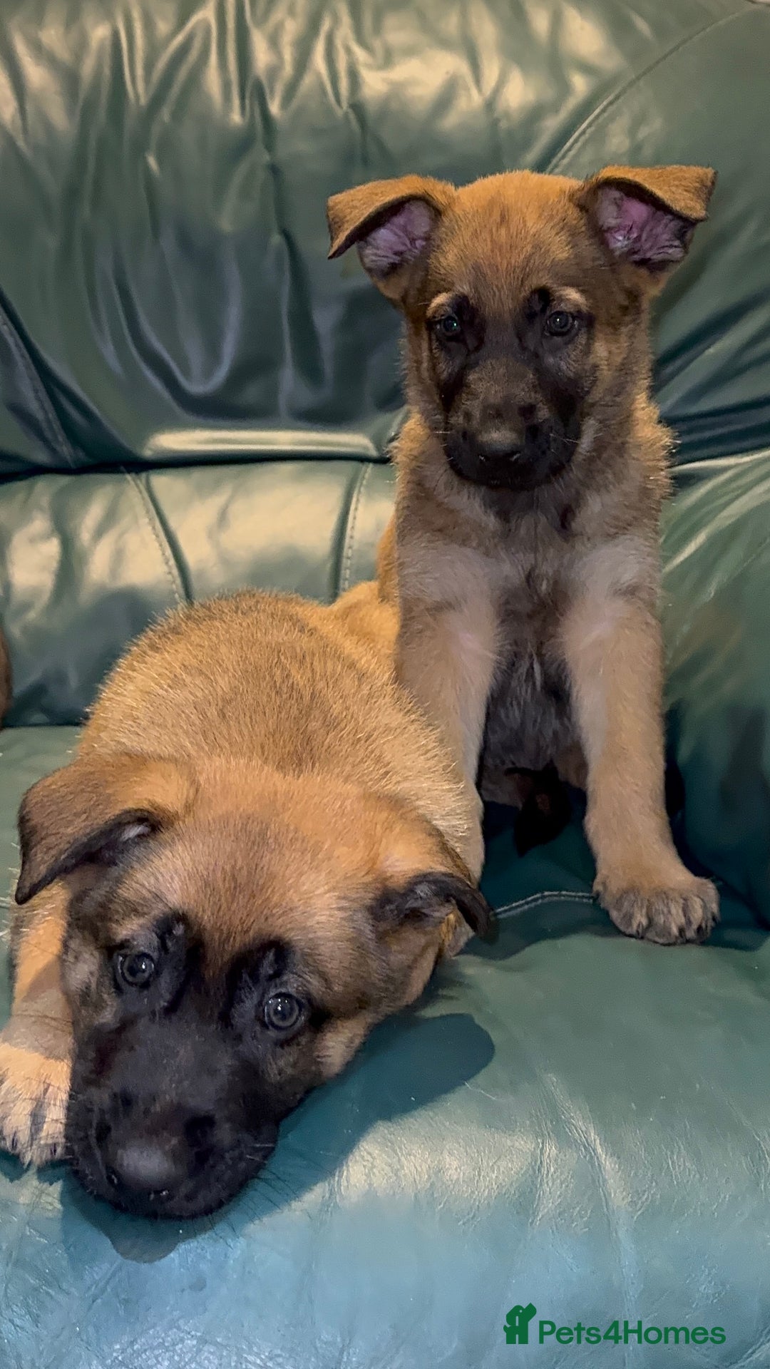 Mixed Breed dogs for sale: 7 German Shepherd & Belgian Malinois Puppies - Advert 5