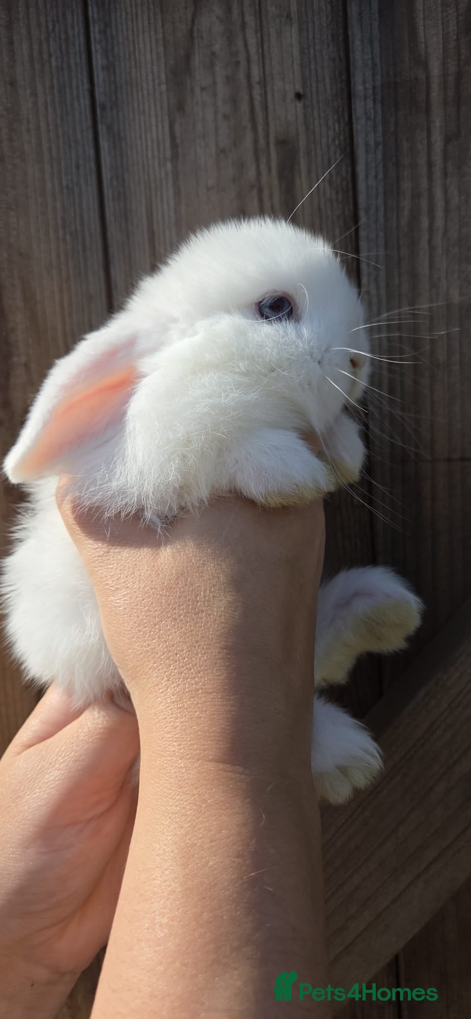 Mini Lop rabbits Mini Lops  - Advert 2