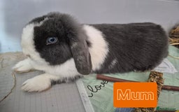 Mini Lop rabbits for sale: 💙 Baby Minilops Ready 25th💙  - Image 14