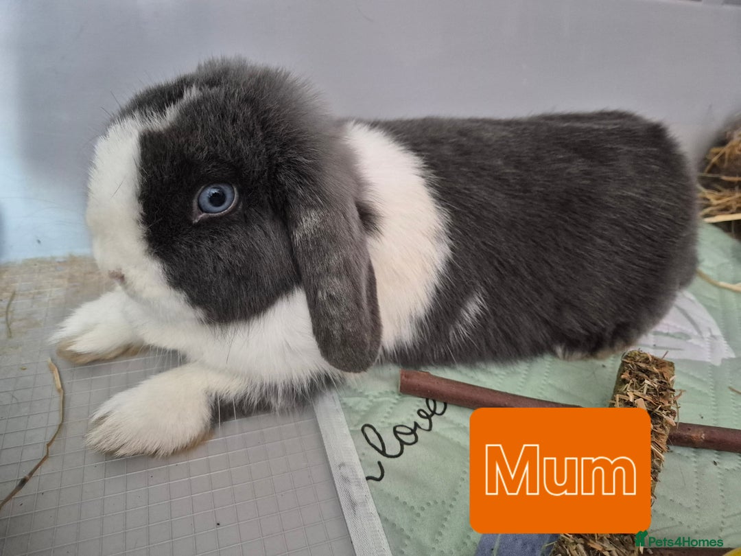 Mini Lop rabbits for sale: 💙 Baby Minilops Ready 25th💙  - Image 14