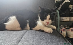 Domestic Shorthair cats for sale:  2 kittens brother and sister  - Image 2