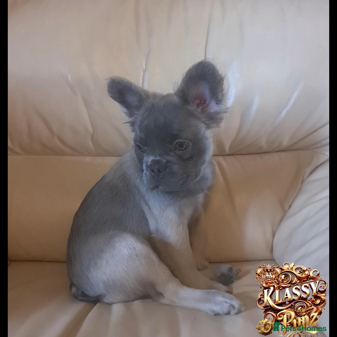 French Bulldog dogs for sale: KLASSY BULLZ KENNELS - KLASSY PUPZ ✨️ in Beckenham - Image 4