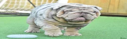 English Bulldog dogs for sale: Like Father Like Son 1 Male pup available in Burnley - Advert 20