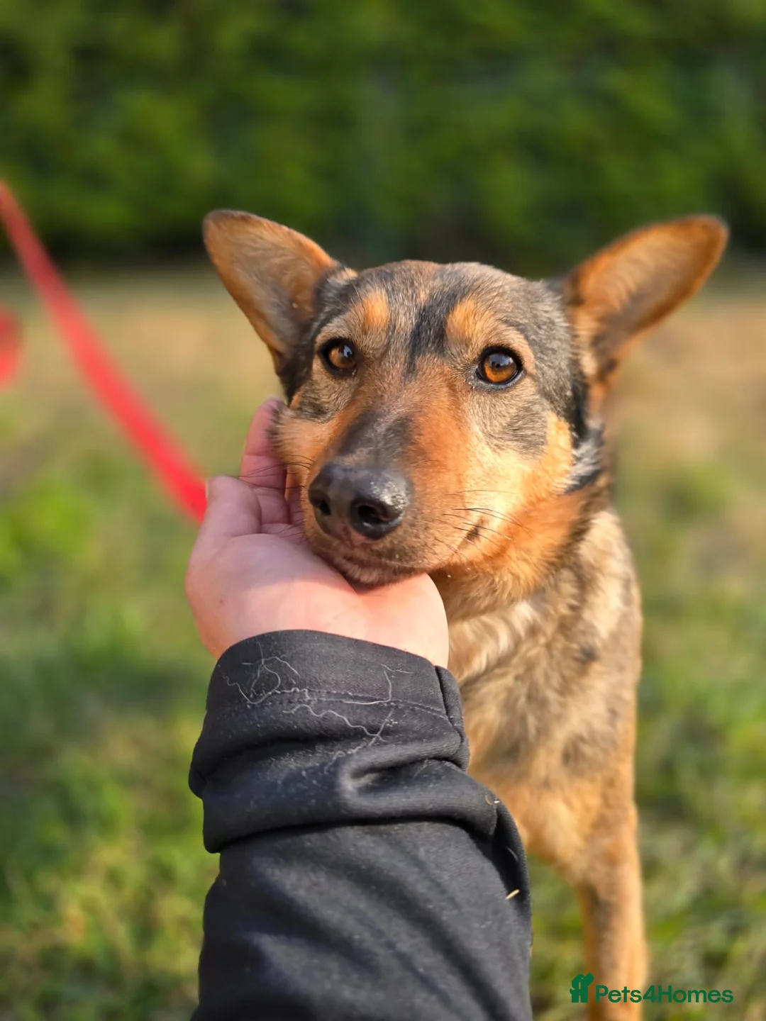 Mixed Breed dogs for adoption: ❤️🐶 PATTY– SHE LOOKS INTO YOUR EYES & UNDERSTANDS in Burton-on-Trent - Advert 1