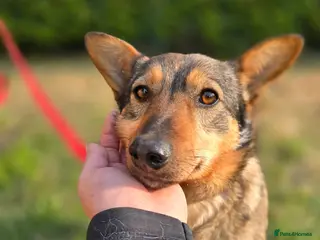 Mixed Breed dogs ❤️🐶 PATTY– SHE LOOKS INTO YOUR EYES & UNDERSTANDS - Advert 3