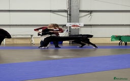 Great Dane dogs for stud: OPEN FOR STUD Stunning Apollo in Bathgate - Image 24