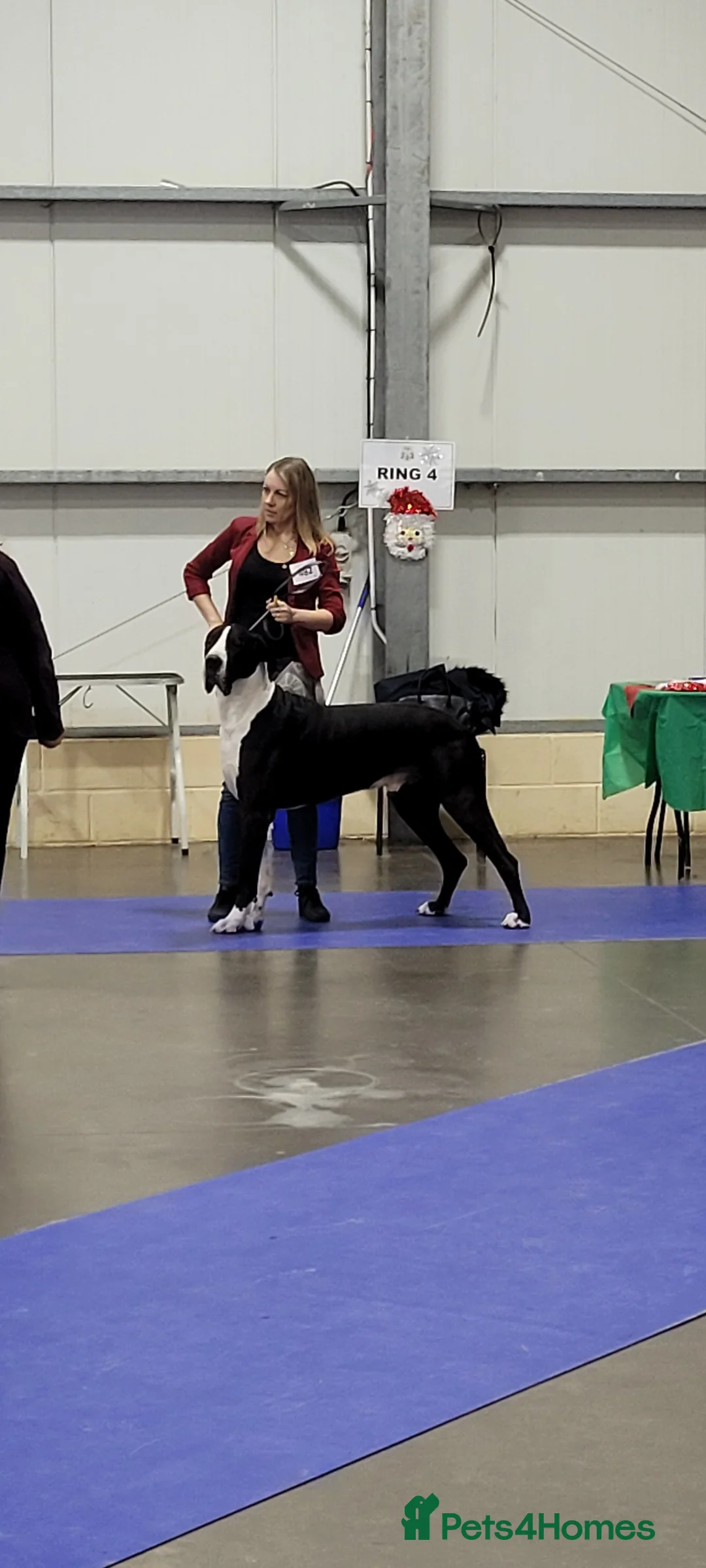 Great Dane dogs for stud: OPEN FOR STUD Stunning Apollo in Bathgate - Advert 24