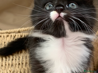 Domestic Shorthair cats ✨5 Beautiful Kittens Looking for Loving Homes✨ - Advert 10