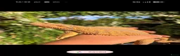 Bearded Dragon reptiles for sale: Proven adult bearded dragons ( read advert) - Advert 5