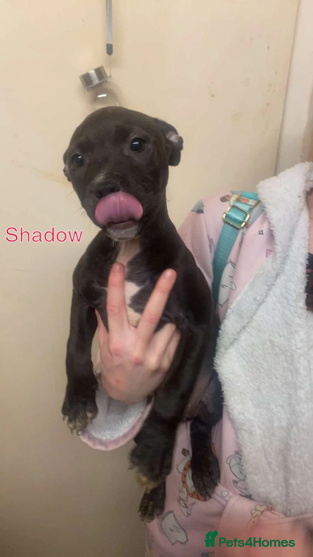 Staffordshire Bull Terrier dogs for sale: Beautiful Staffies pups  - Advert 24