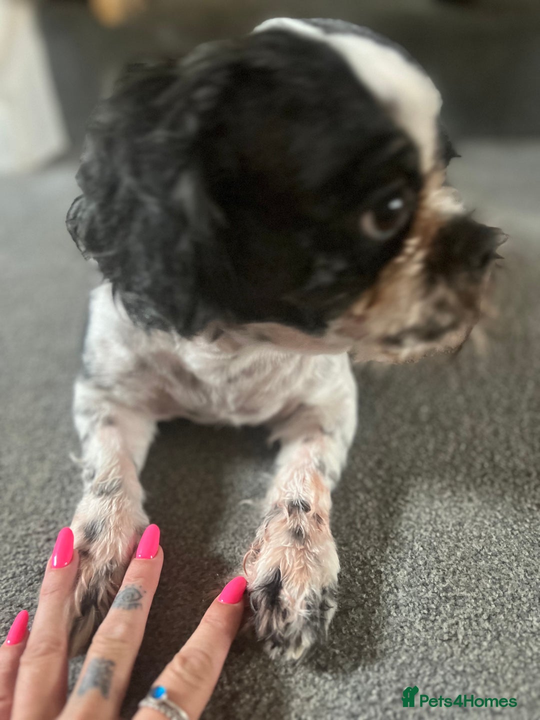 Shih Tzu dogs for sale: 5 Beautiful shihtzu  puppies for sale 2xM 3xF - Image 6