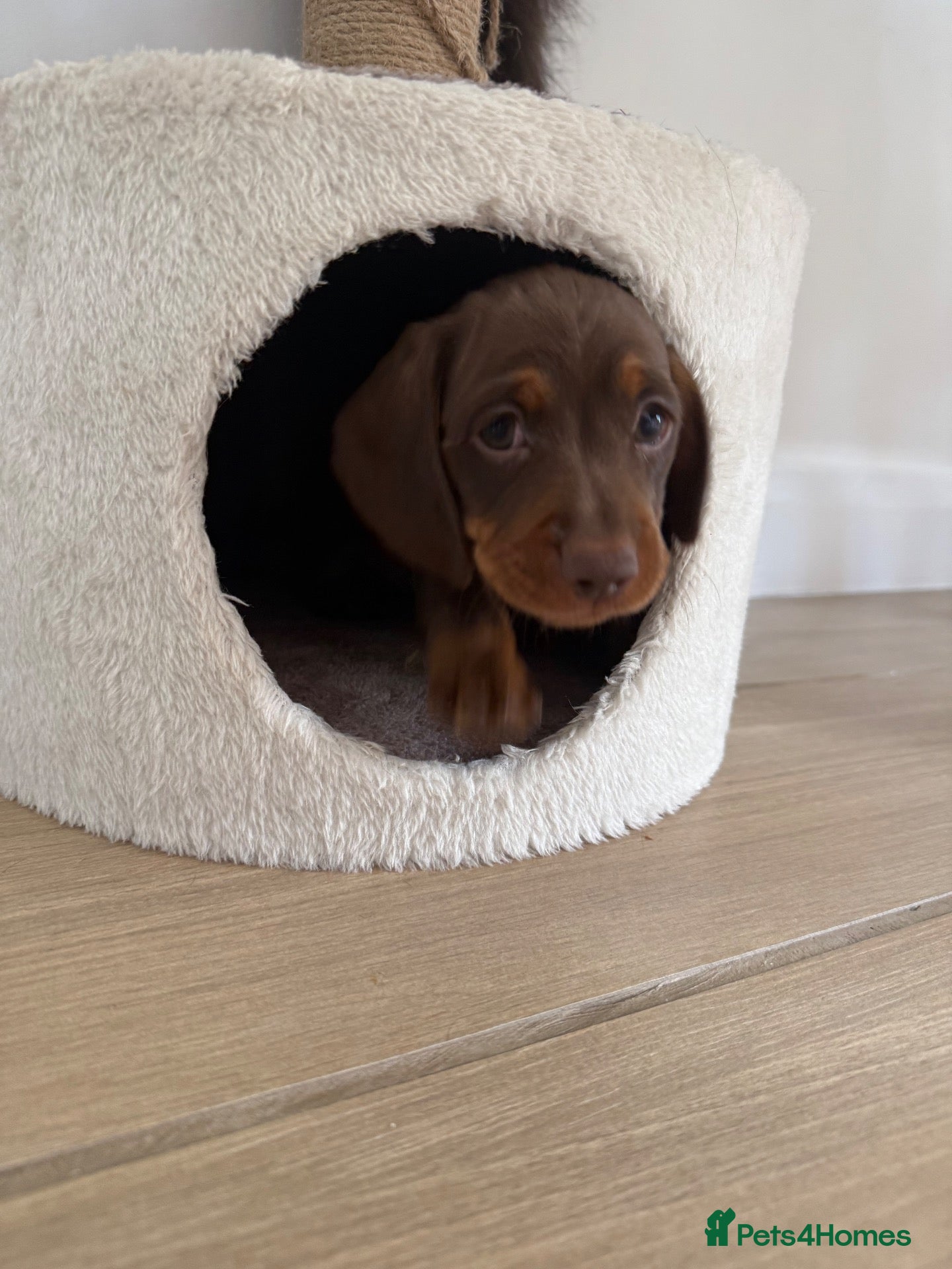 Miniature Dachshund dogs WHO WANTS TO TAKE ME HOME 🥰🐾 - Advert 2