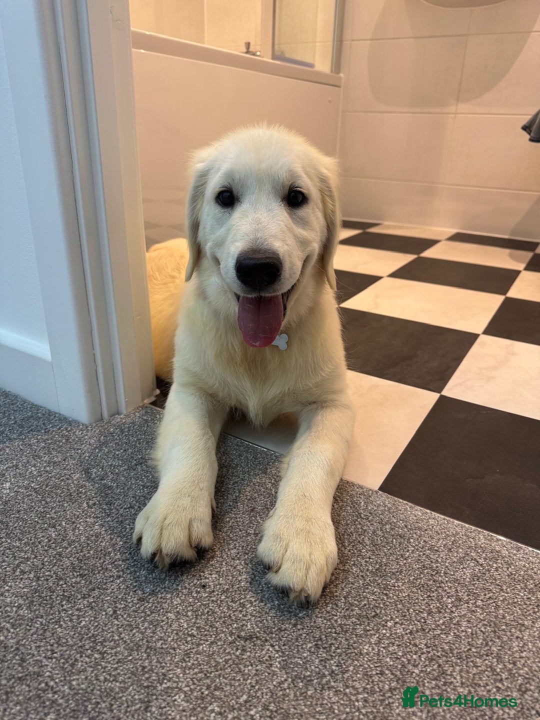 Golden Retriever dogs for sale: English Cream Golden Retriever - Advert 12