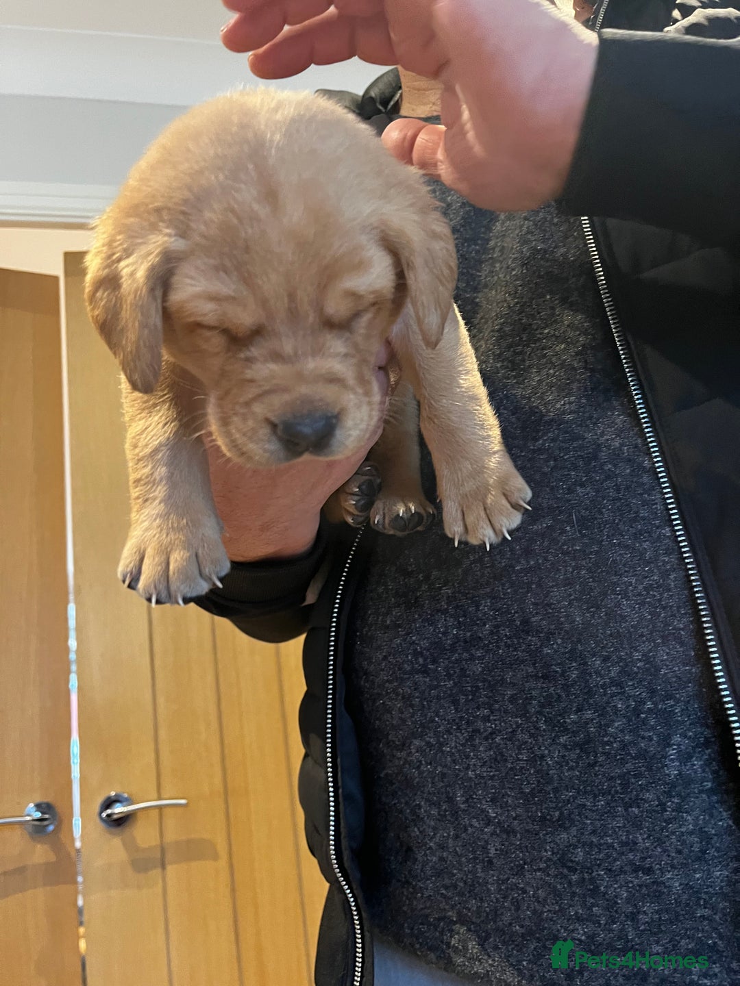 Labrador Retriever dogs for sale: Beautiful fox red puppies  - Advert 5